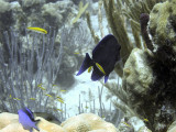 Surgeon Fish at Cleaning Station