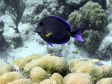 Surgeon Fish Over Hard Coral Being Cleaned