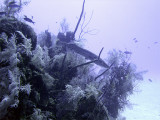 Barracuda Lying in Wait