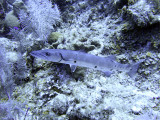 Barracuda Lying in Wait 3