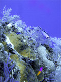 Blue Chromis and Fairy Basslet