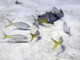 Ray Scrounging Yellow Tailed Snappers 2