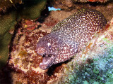 Spotted Moray Eel Cleaner Wrasse 2