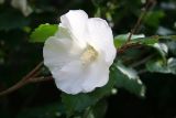 Hibiscus - Ascension Church Garden
