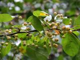 Crab Apple Fruit
