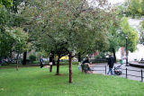 Gathering Around a Crab Apple Tree