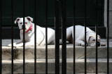 Guard Dogs at Saint John's Church