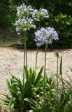 Allium - Grand Park Residential Community