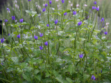 Stachytarpheta urticifolia or Blue Porter Weed - Rainbow Springs Residence