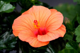Hibiscus Blossom