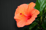 Hibiscus Blossom