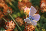קPolyommatus icarus5587.jpg cahlil matzoyקPolyommatus icarus