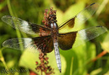 Widow Skimmer Libellula luctuosa