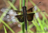 Widow Skimmer Libellula luctuosa