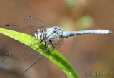 Elfin Skimmer Nannothemis bella