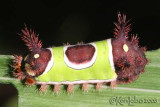 Saddleback Caterpillar Acharia stimulea