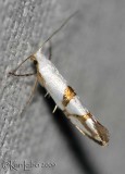 Cherry Shoot Borer Moth Argyresthia oreasella #2467