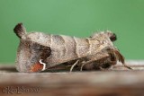 Sigmoid Prominent Clostera albosigma #7895