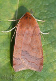 Roadside Sallow Metaxaglaea viatica #9944