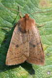 Sloping Sallow Epiglaea decliva #9946