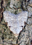 Three-spotted Nola - Nola Triquetrana #8992