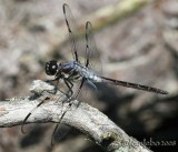Bar-winged Skimmer Libellula axilena