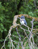 Belted Kingfisher