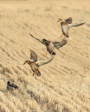 Mallards coming in to feed