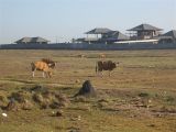 COWS
