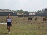 cows in Bali oh and me (I'm not the cow)