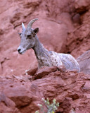 BIg Horn Sheep Ewe Above the Rock.jpg