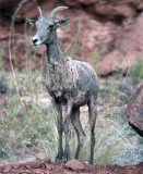 Big Horn Sheep Ewe Vertical.jpg