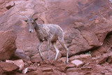 Big Horn Sheep Ewe Wide.jpg