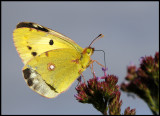 Rödgul höfjäril (Clouded Yellow / Colias croceus) Furnas - The Azores