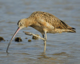long-billed curlew Nkf1B8.jpg