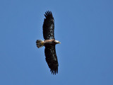 IMG_7800 Bald Eagle.jpg