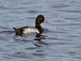 IMG_4076 Lesser Scaup.jpg