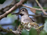 IMG_2358 Anna's Hummingbird .jpg