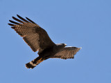 IMG_8521 Zone-tailed Hawk.jpg