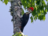 IMG_5042 Pileated Woodpecker.jpg