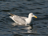 Herring Gull (Larus argentatus) - gråtrut