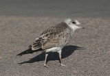 Common Gull (Larus c. canus) - fiskmås