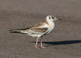 Black-headed Gull (Larus ridibundus) - skrattmås