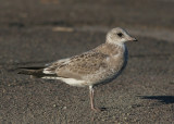 Common Gull (Larus c. canus) - fiskmås