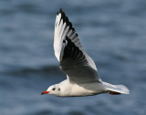 Black-headed Gull (Larus ridibundus) - skrattmås