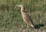 Squacco Heron (Ardeola ralloides)
