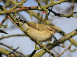 Hume's Yellow-browed Warbler (Phylloscopus humei)