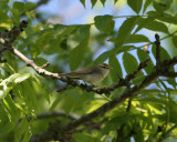 Greenish Warbler (Phylloscopus trochiloides)