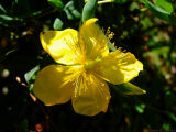 Bright yellow.jpg(121)