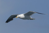 ...and again; knows how slow my lens is ( Larus Marinus )